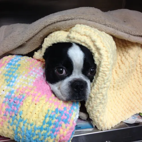 Dog in all the blankets